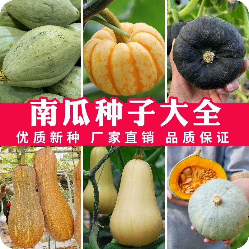 南瓜组合食用香甜田园庭院阳台易种蔬菜种子