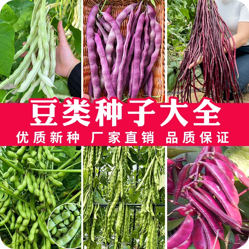 豆角组合种子长豆角芸豆豇豆农家蔬菜种子