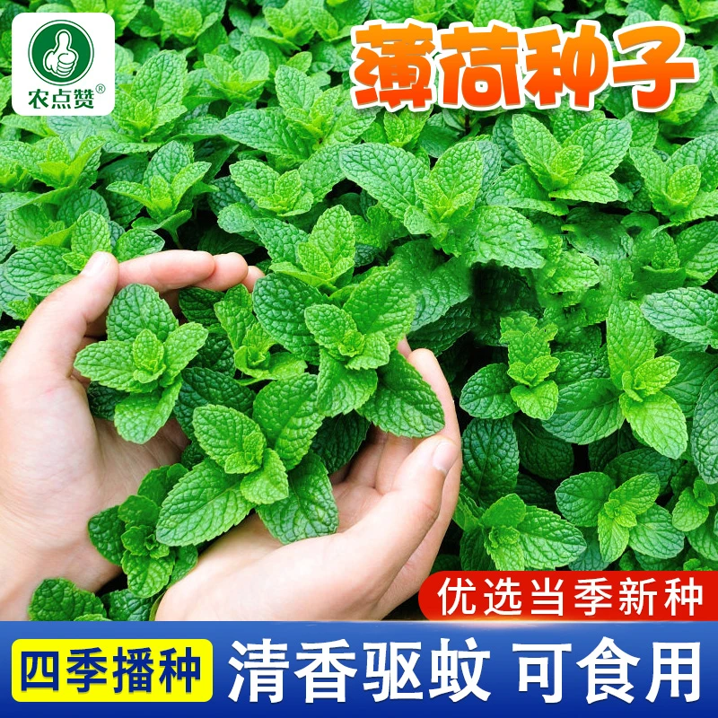 【薄荷种子】 四季可食用薄荷清香驱蚊四季播种阳台盆栽花种植种籽