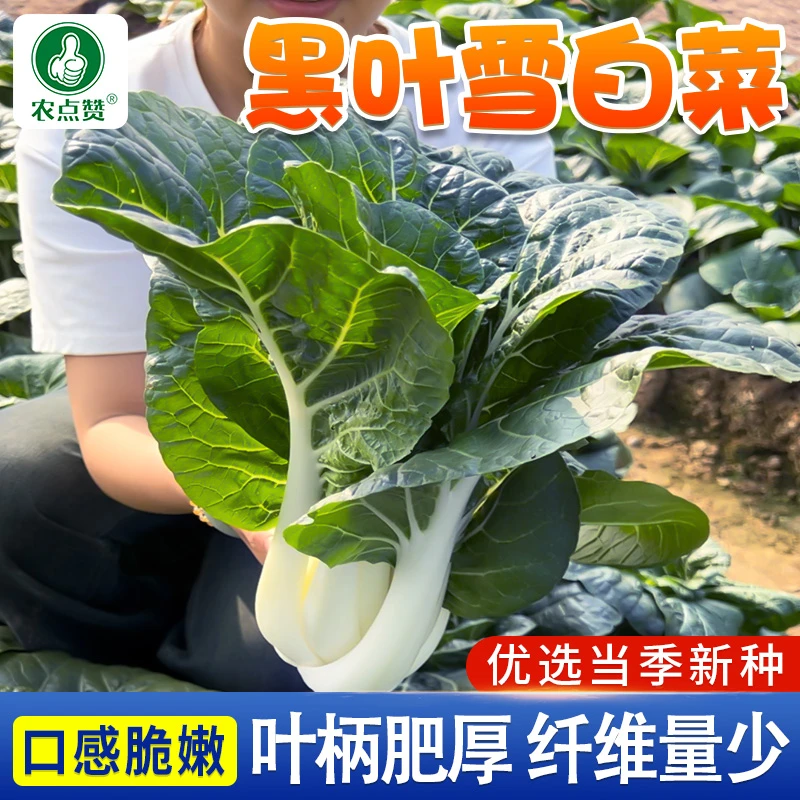 黑叶雪白菜种子 奶白菜种子矮脚小白菜阳台田园易种蔬菜青菜种籽