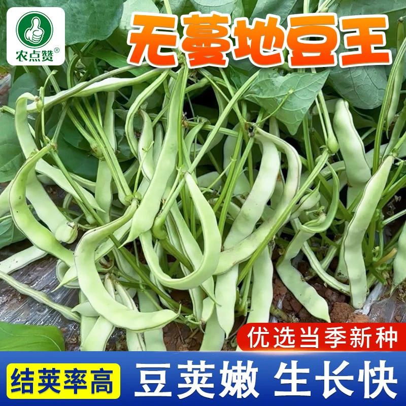 先风无蔓地豆王豆角种子 不搭架懒人种高产四季豆盆栽小院四季