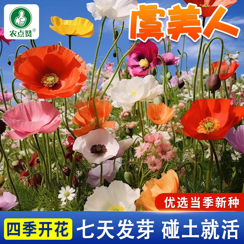 虞美人种子春季四季室内阳台室外花园露台多年生宿根花卉籽子