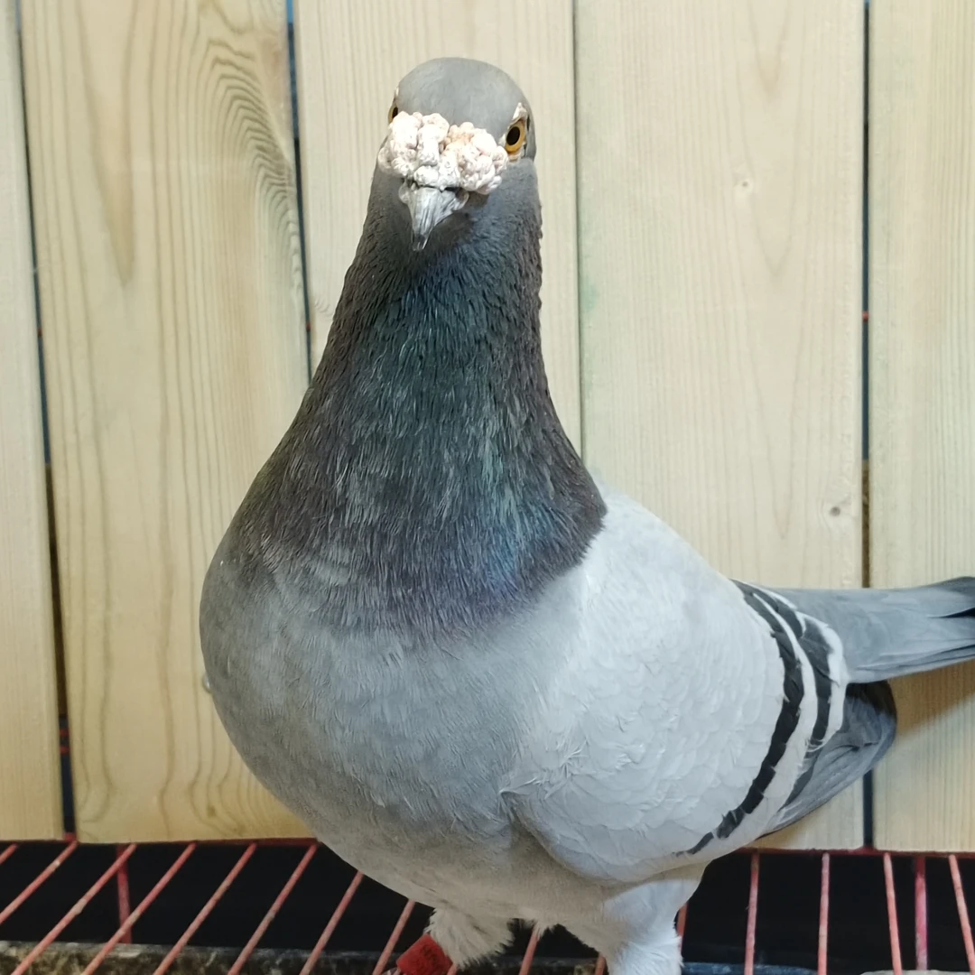 正宗五谷杂粮喂养土鸽当天新鲜现杀现发包邮