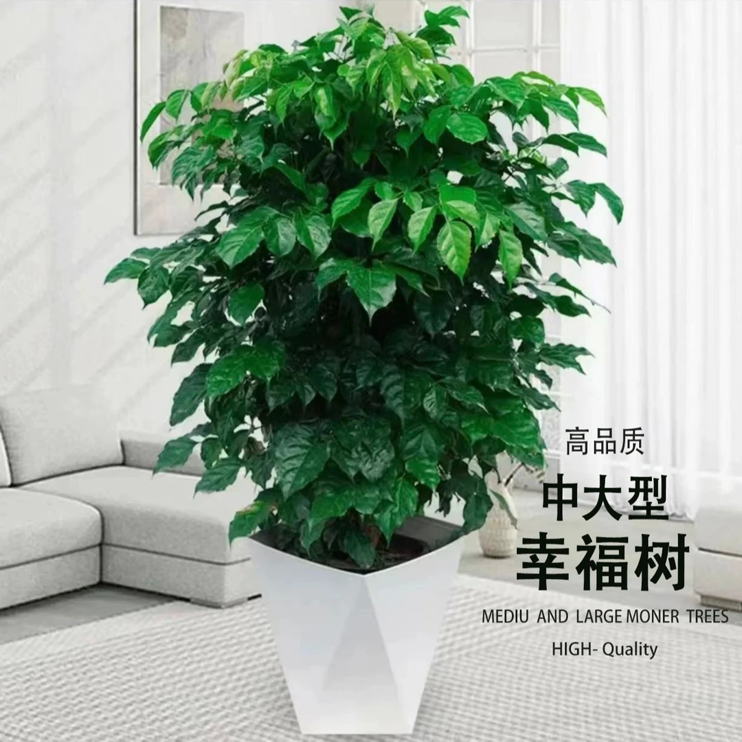 【亏米】幸福树60-70公分丛生中大型绿宝树客厅阳台好养【安植绿野
