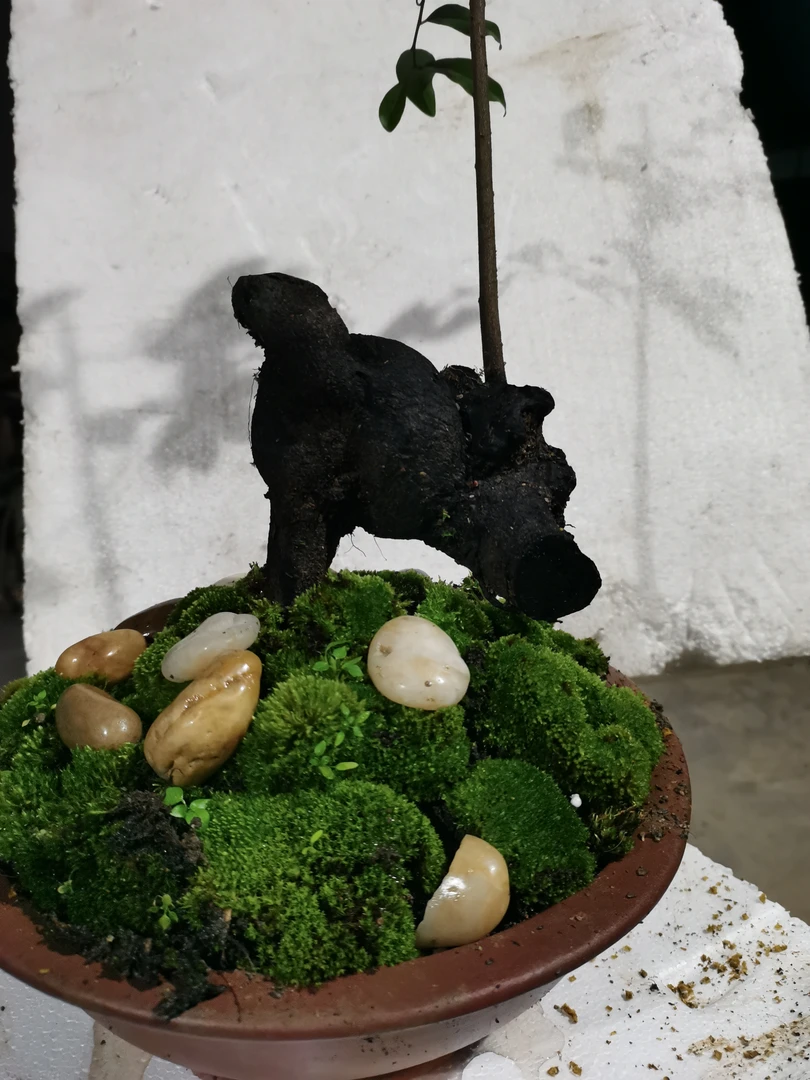 古镇金弹子盆景素材