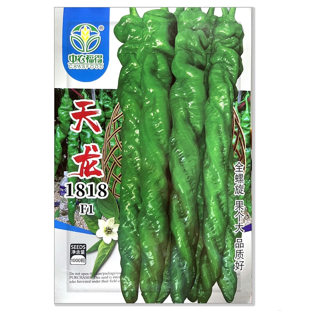 天龙1818螺丝椒种子抗寒抗病螺旋型