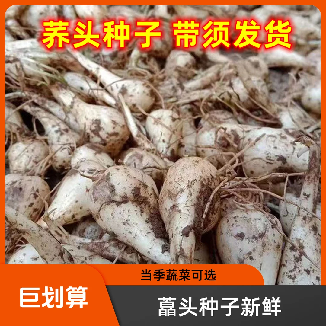 藠头种子新鲜荞头农家种植现挖教头大个带须江西当季蔬菜1/3/5斤