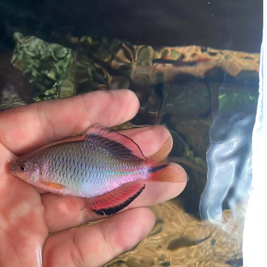 福建泉州原生鱼泉州齐鱊冷水群游小型淡水鳑鲏观赏鱼