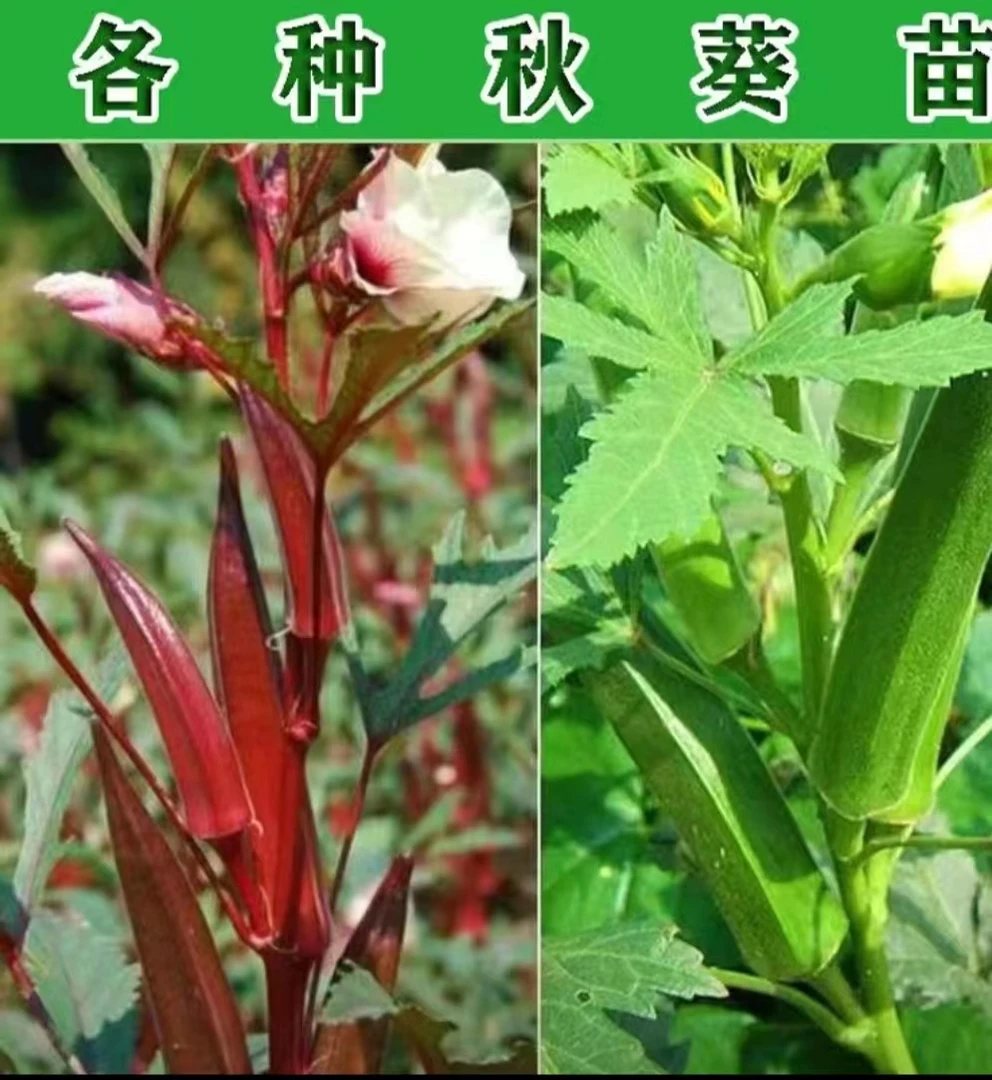 高产耐老红秋葵苗秧带土水果秋葵红绿秋葵种子籽四季春秋盆栽庭院