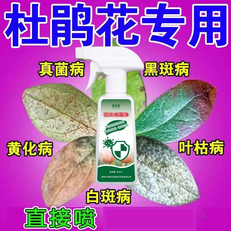 杜鹃花专用肥料营养液白粉病叶斑病枯萎干尖焦尖掉花苞根腐不伤花