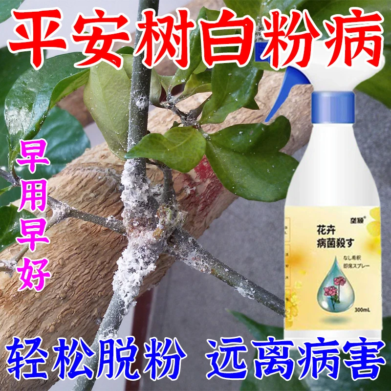 平安树白粉病专用肥料防掉叶烂叶枯萎除菌剂黑斑炭疽枯萎病营养液