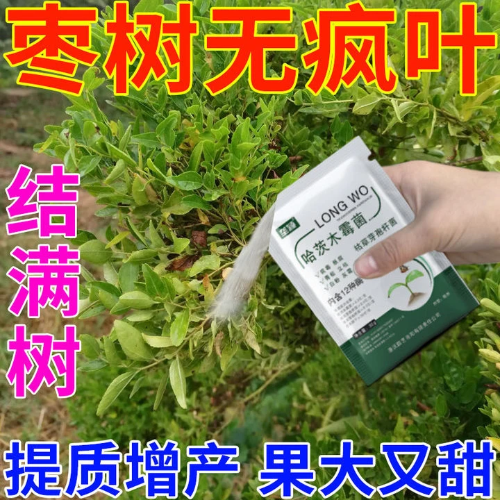 枣疯病专用肥料除菌剂枣树卷叶小叶干枯丛枝防缩果病毒病炭疽病