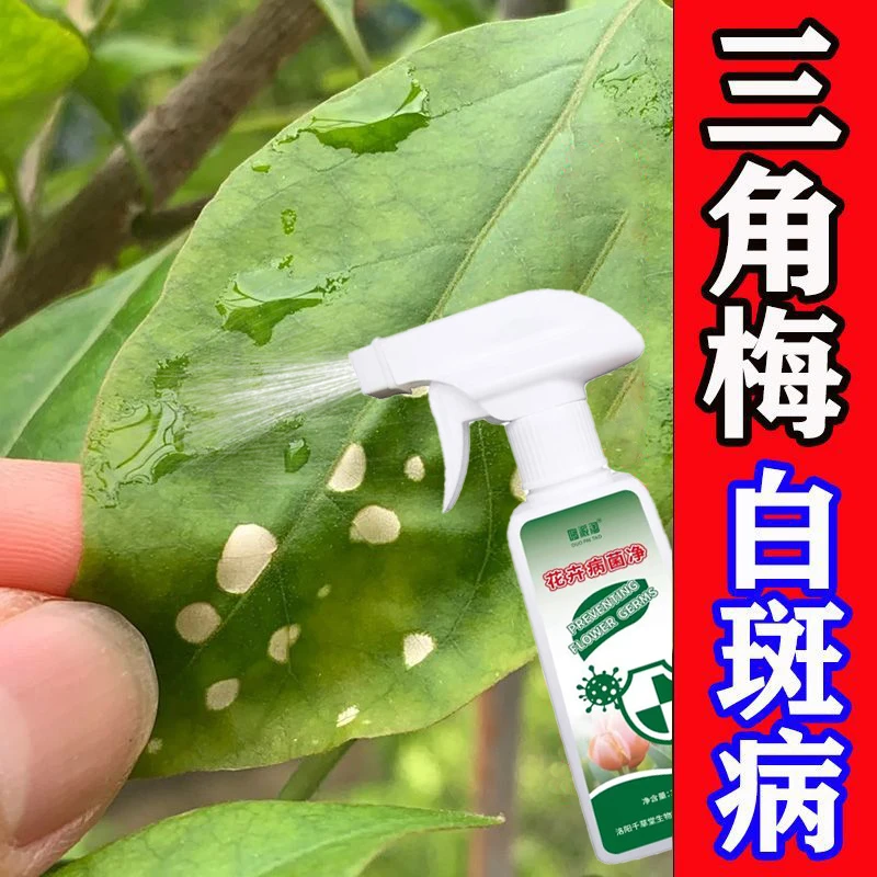 三角梅白斑病除菌剂花卉黄叶炭疽白粉锈病病毒病营养液不伤花肥料