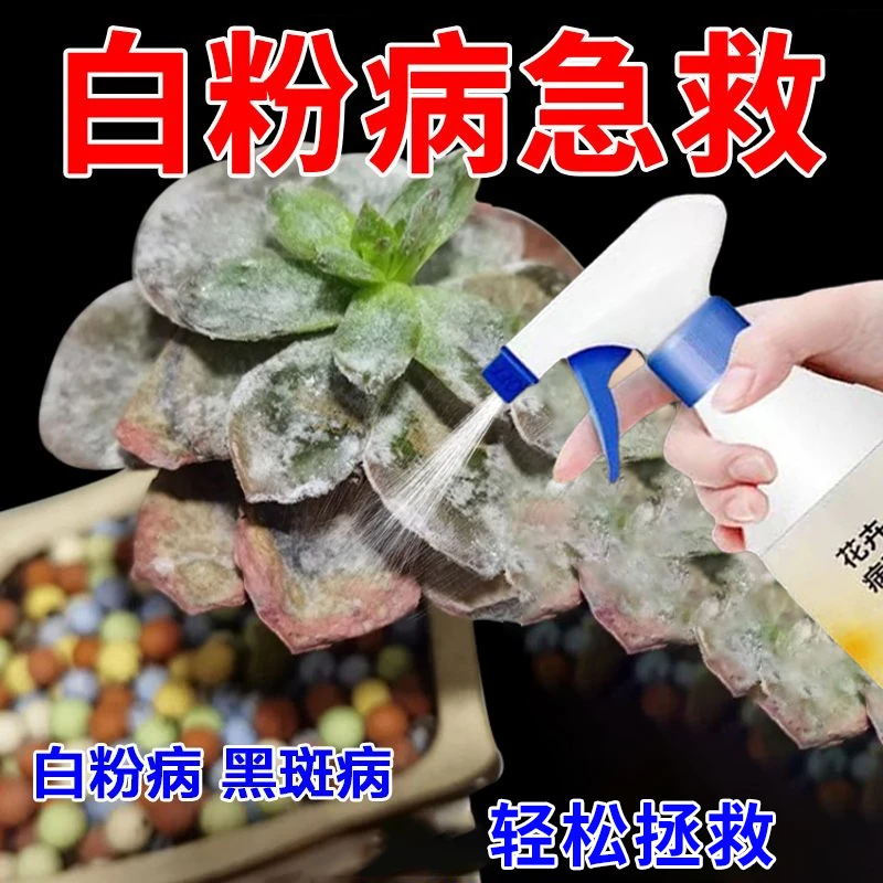 白粉病专用多肉除菌剂防止黑腐黑斑炭疽抗菌抗病免稀释肥料多菌灵