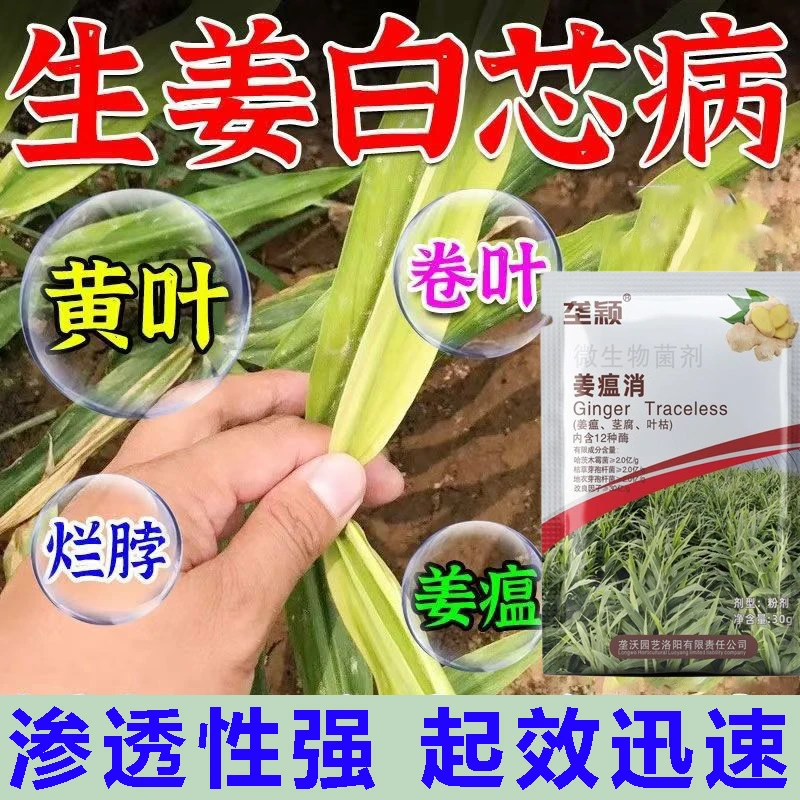生姜黄叶白芯病专用肥大姜白心白星病干尖黄叶叶枯病叶斑病叶面肥