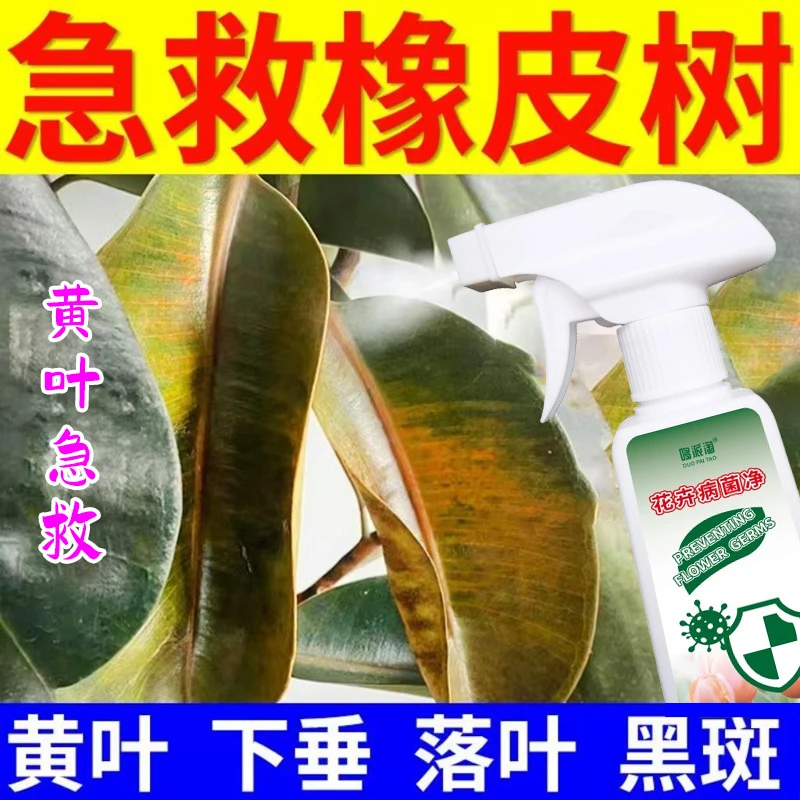 橡皮树病害专用肥料喷雾炭疽病铁锈病黑斑病白粉叶子发黄掉叶急救