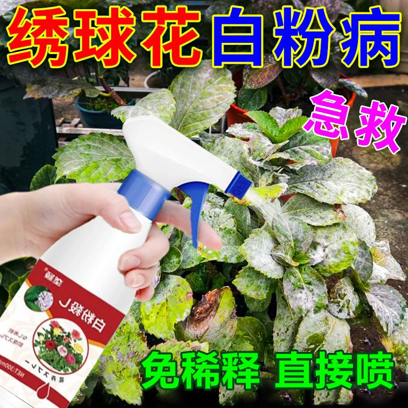 绣球花白粉病专用除菌剂黄叶叶斑黑斑病炭疽病抗病肥料盆栽营养液
