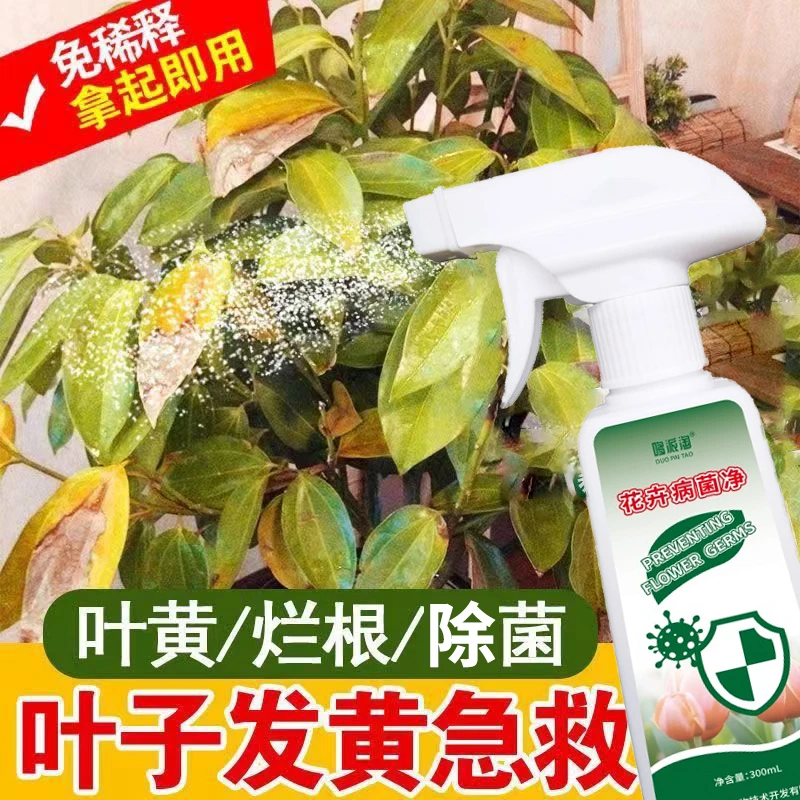 平安树黄叶病专用肥料叶子尖发黑枯萎除菌剂防掉叶干枯烂叶即喷型