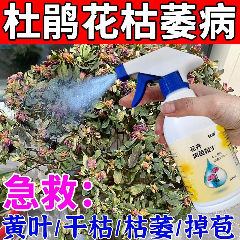 杜鹃花专用叶斑病枯萎干尖黄叶焦尖黑斑病白粉病盆栽通用除菌剂肥