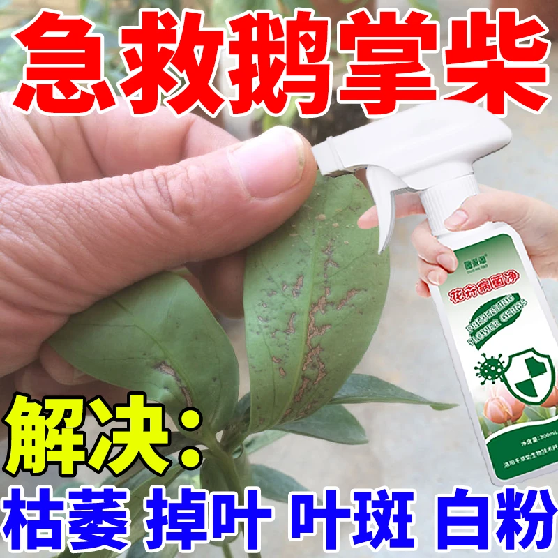 植物营养液病菌净鹅掌柴枯萎掉叶炭疽病褐斑病专用防烂根白点白斑