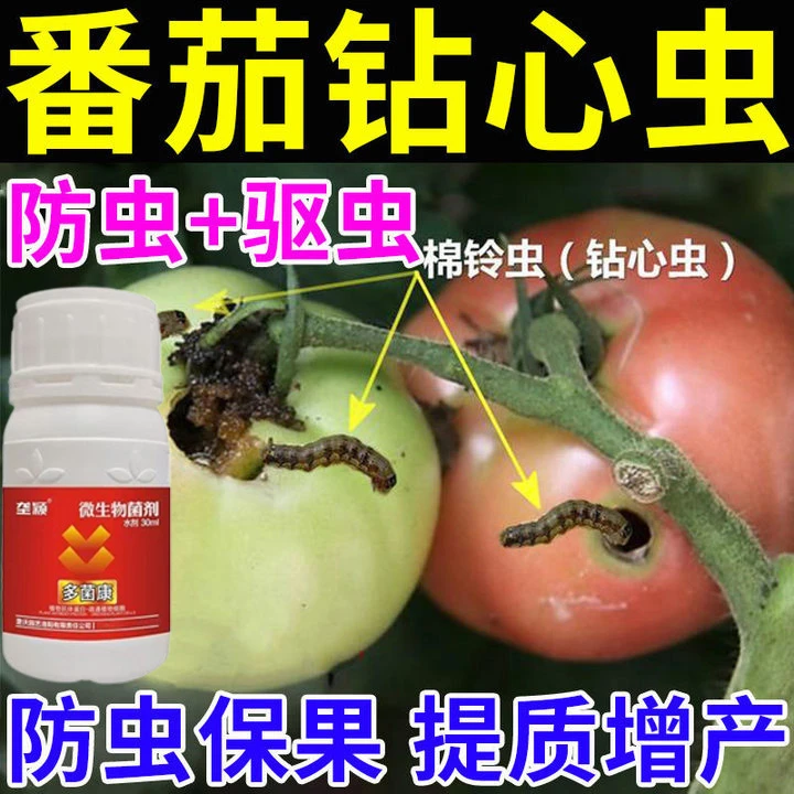 西红柿病专用钻心虫食心虫枯萎病卷叶病蔓枯病番茄抗病增产叶面肥