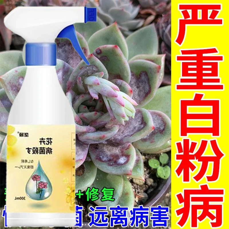 多肉白粉病专用除菌剂防止黑腐黑斑白粉抗菌抗病免稀释肥料多菌灵