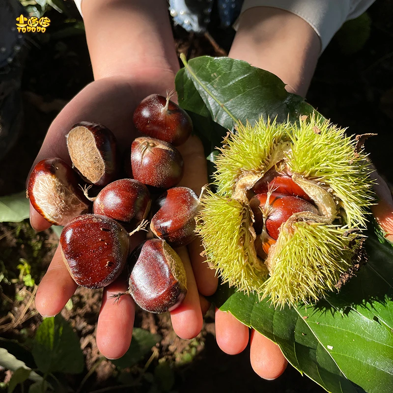 【雪山小野栗】云南高海拔雪山小野栗现摘现发新鲜自然成熟3斤/5斤