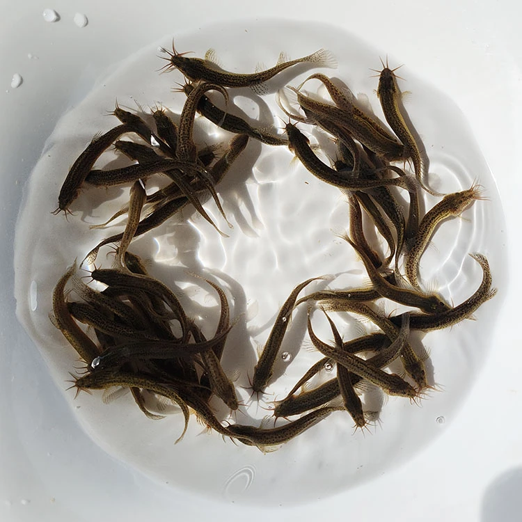 鲜活泥鳅活饵天然干净养殖喂鱼喂乌龟清理鱼缸