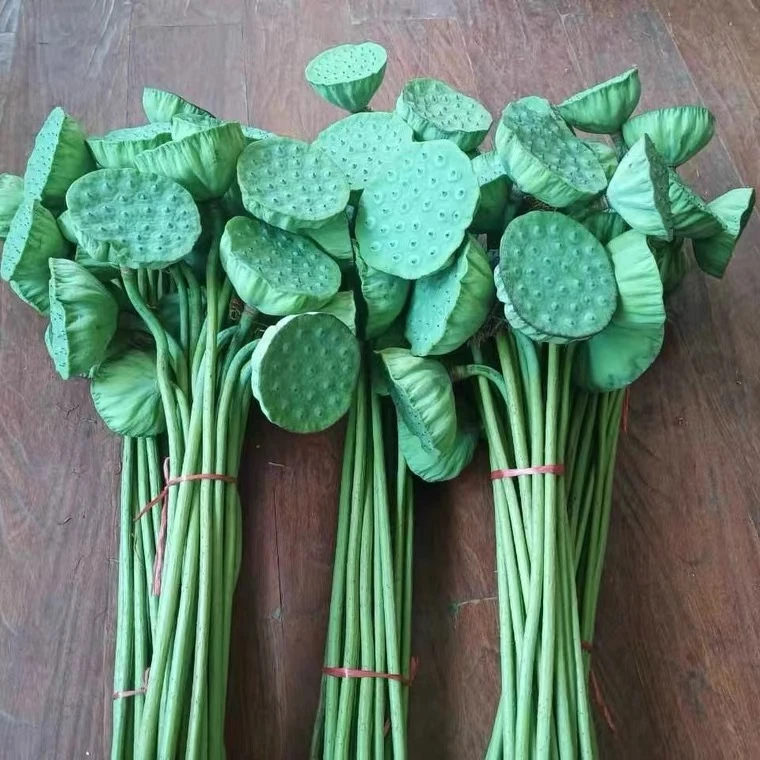 新鲜莲蓬带籽长杆带杆莲蓬自制干花束原杆装饰小清新禅意家居1斤