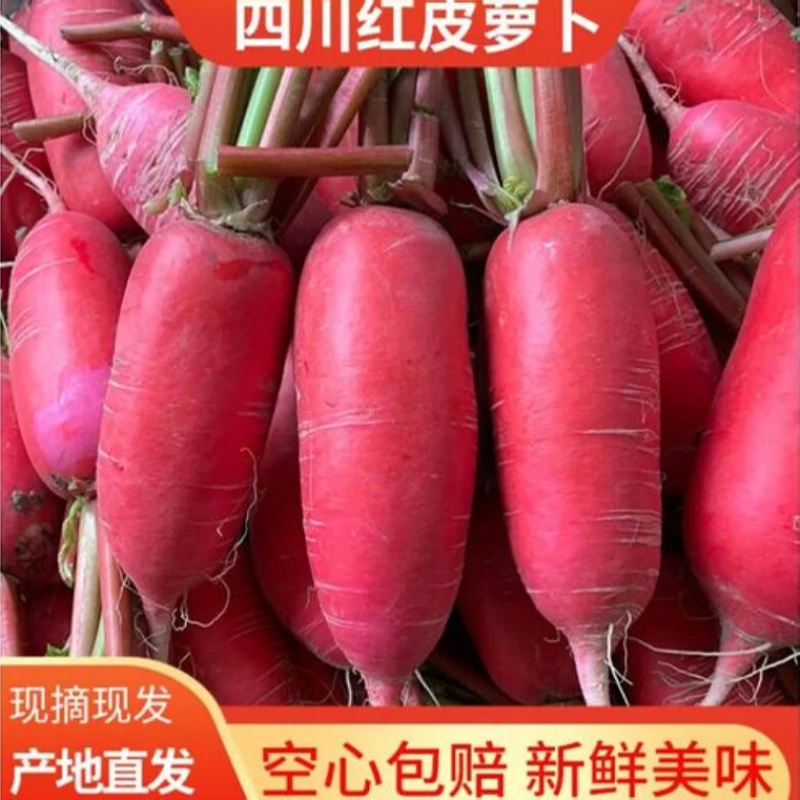 【胭脂萝卜  普通快递】红皮白心萝卜水萝卜泡菜新鲜蔬菜1/3/5/9斤