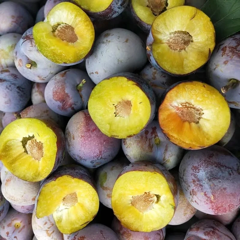 仙果哆哆-【李子】青红脆李净2.5斤/箱