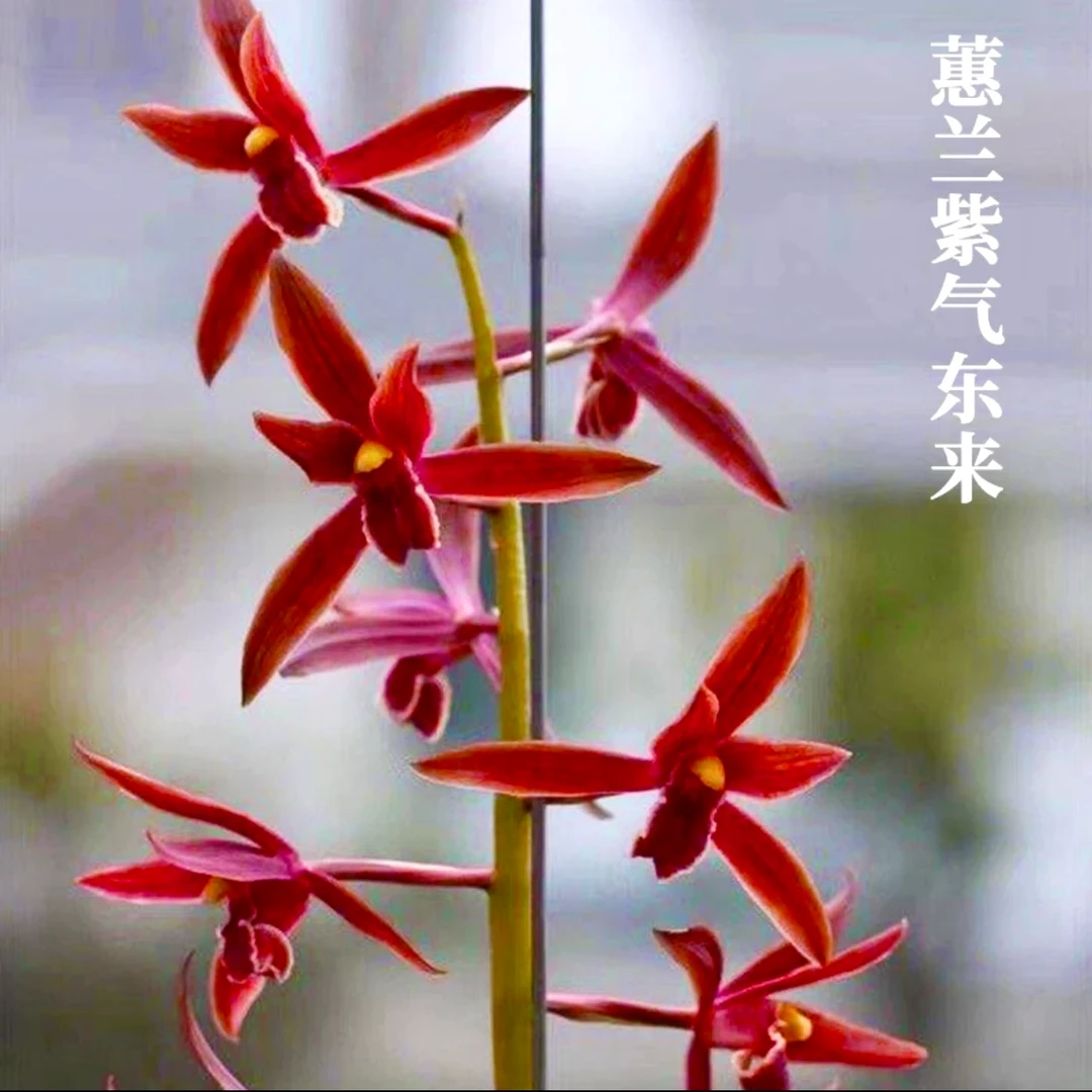 蕙兰名品高端红素【紫气东来】终身包对版 假一赔十放心购买
