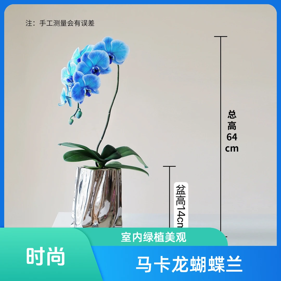 精品蝴蝶兰【马卡龙】室内绿植花卉  种植生长鲜花 【非自然花色】