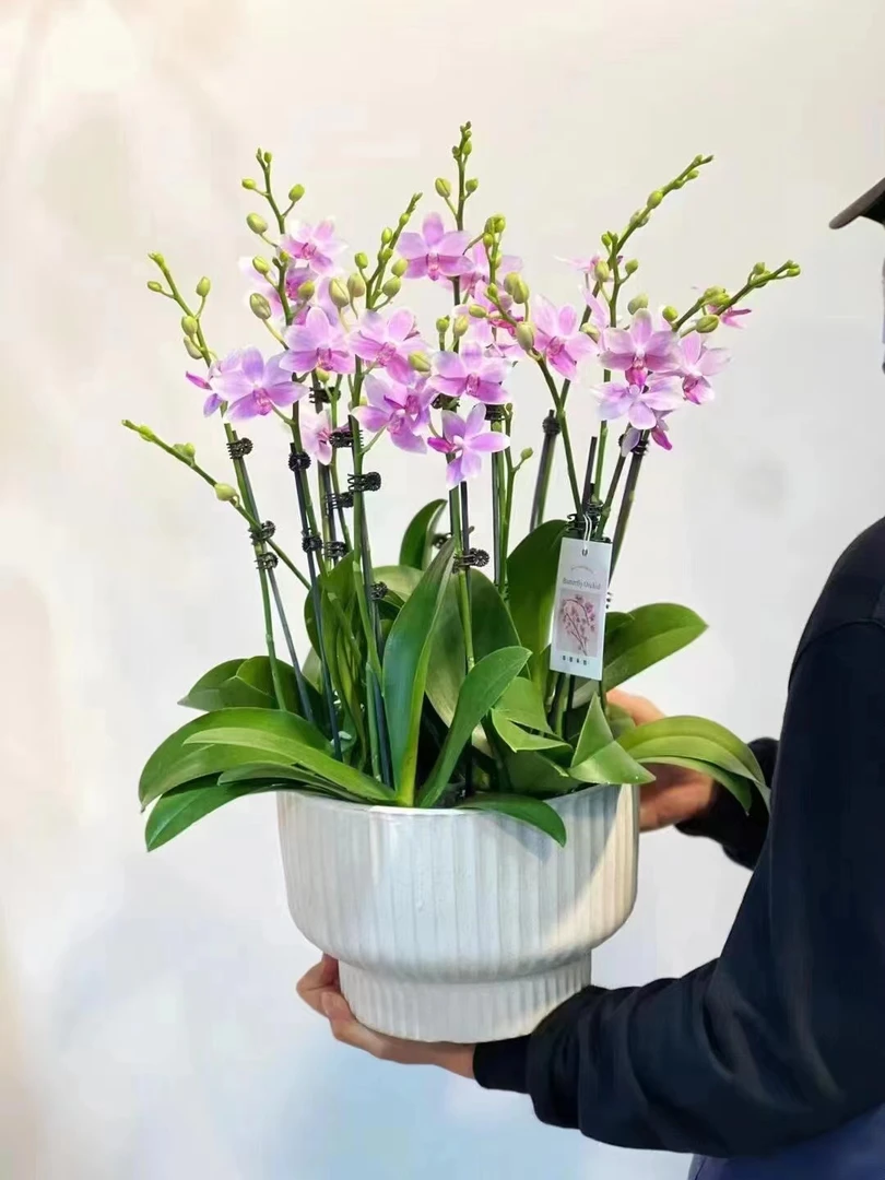蝴蝶兰 【紫水晶】小清新蜡质感蝴蝶兰基地种植生长开花带花苞发货