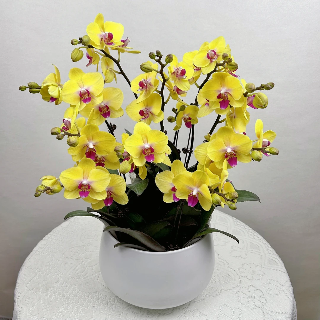 蝴蝶兰【明月】黄色大花室内好养花期长带花苞鲜花