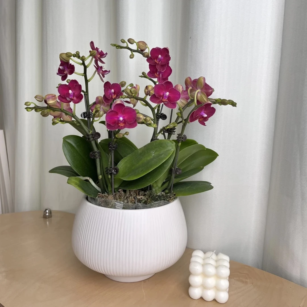 蝴蝶兰【甜心公主】紫红色中小花室内好养花期长鲜花带花发货