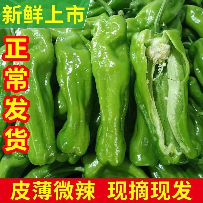 江苏徐州薄皮青椒现摘现发新鲜薄皮青椒微辣虎皮青椒苏椒新鲜蔬