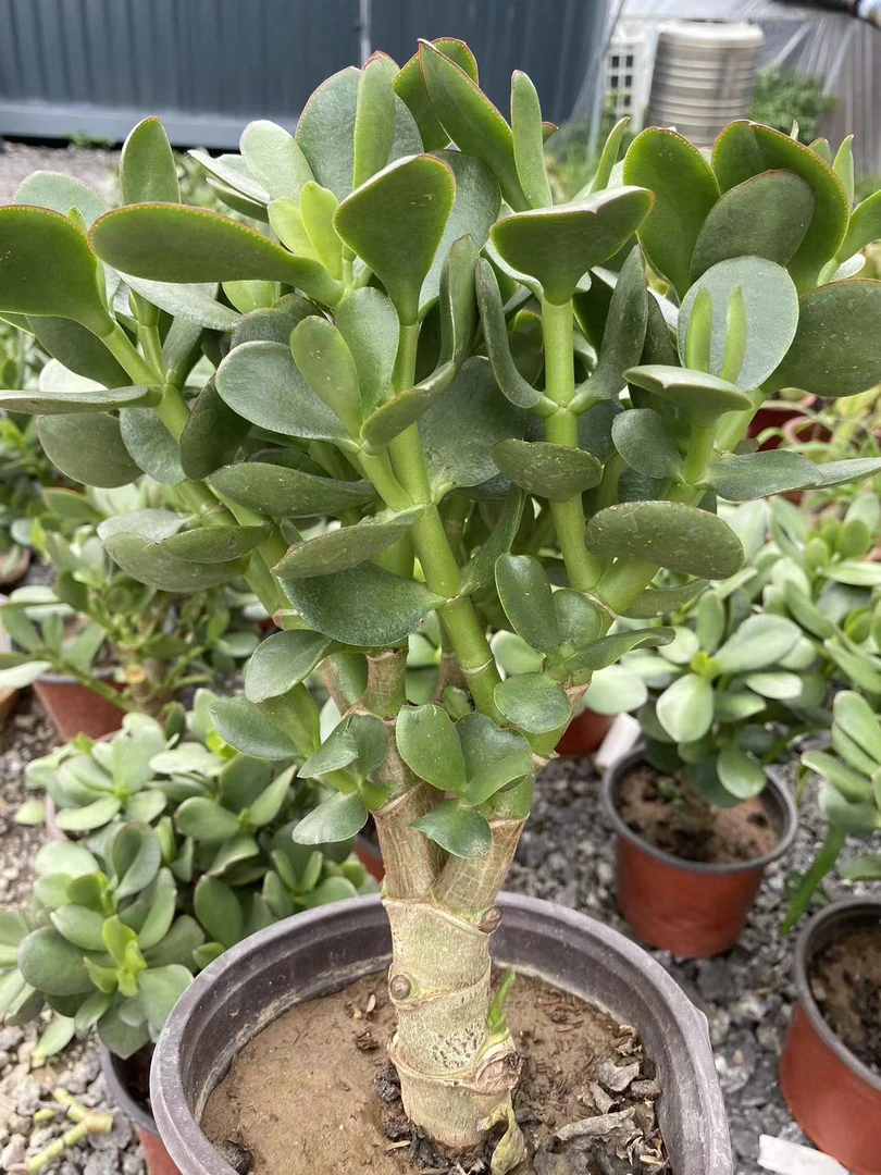 玉树多肉，带土球发货，不包损