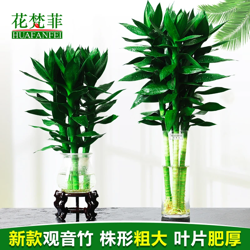 粗大水养大叶观音竹富贵竹水培植物花卉办公室桌面室内小盆栽