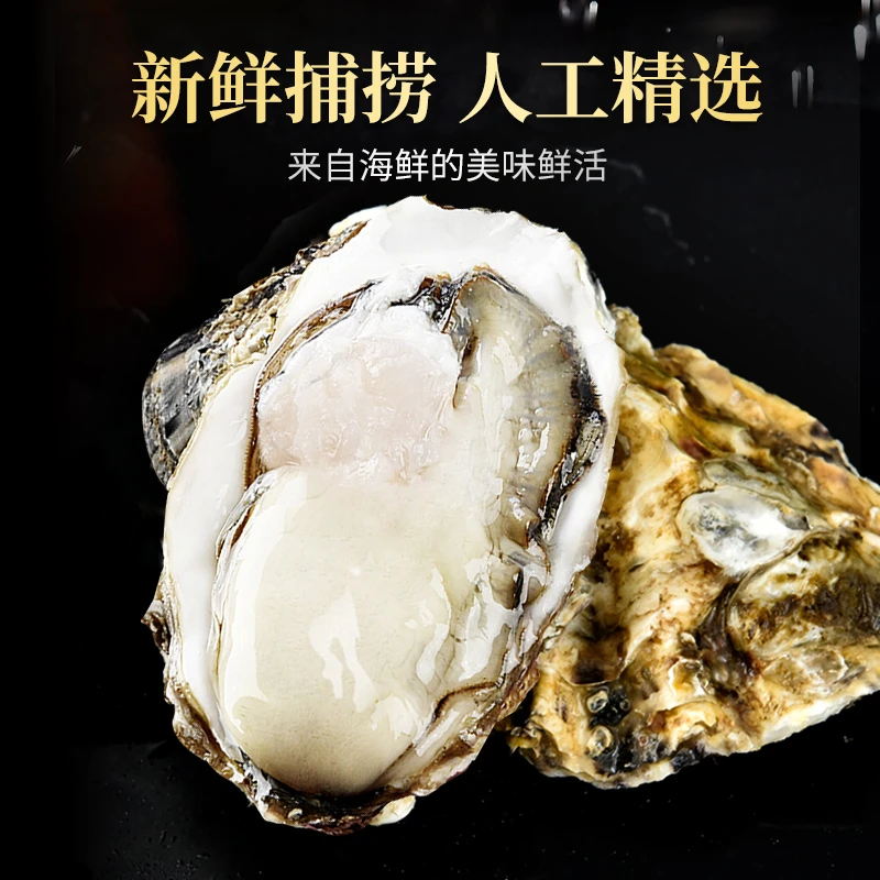 【顺丰冷链包邮】乳山牡蛎源头产地工厂直发保鲜包活包肥无泥沙免洗