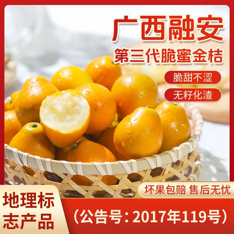 【巧克力礼盒精品装】第三代广西融安脆蜜金桔纯甜新鲜现摘现发