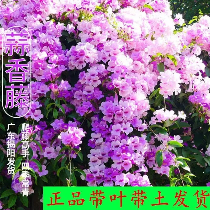 蒜香藤花苗爬藤植物紫铃藤四季藤本花卉庭院绿植盆栽驱蚊驱虫