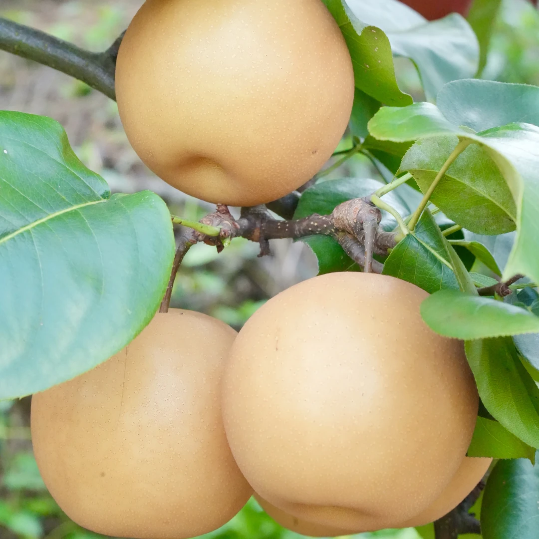 贵州村BA故乡 苗疆金秋梨 皮薄肉细 脆甜可口多汁@