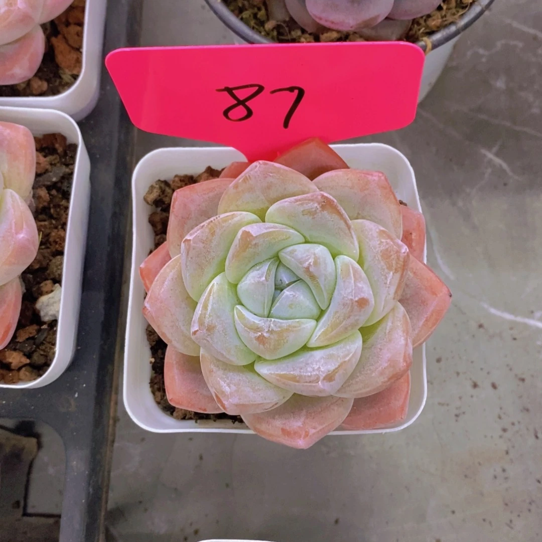 l**l多肉植物，开心多肉