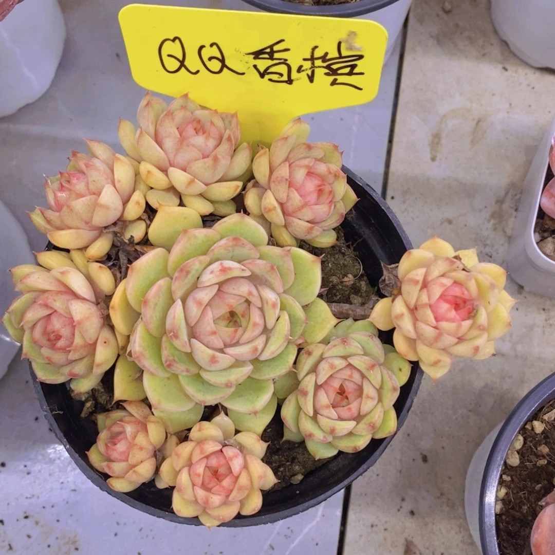 多肉植物，开心多肉