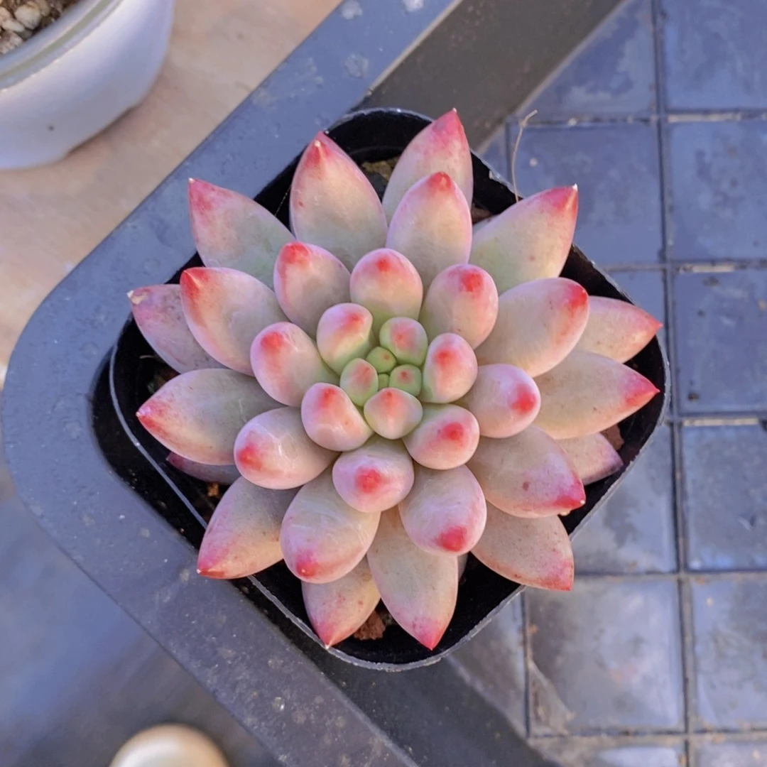 多肉植物，开心多肉