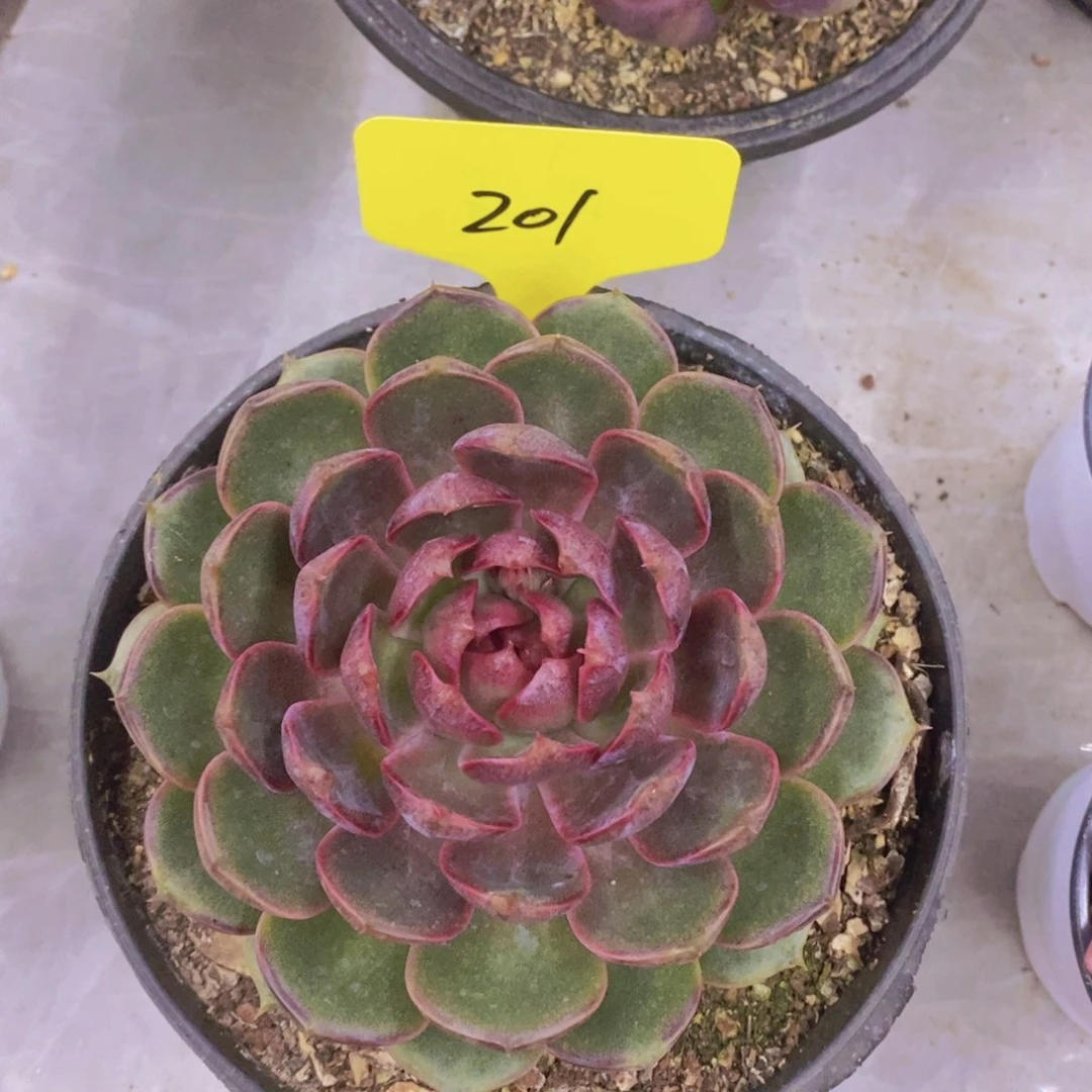 多肉植物，开心多肉