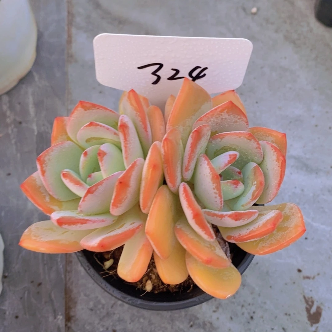 多肉植物，开心多肉