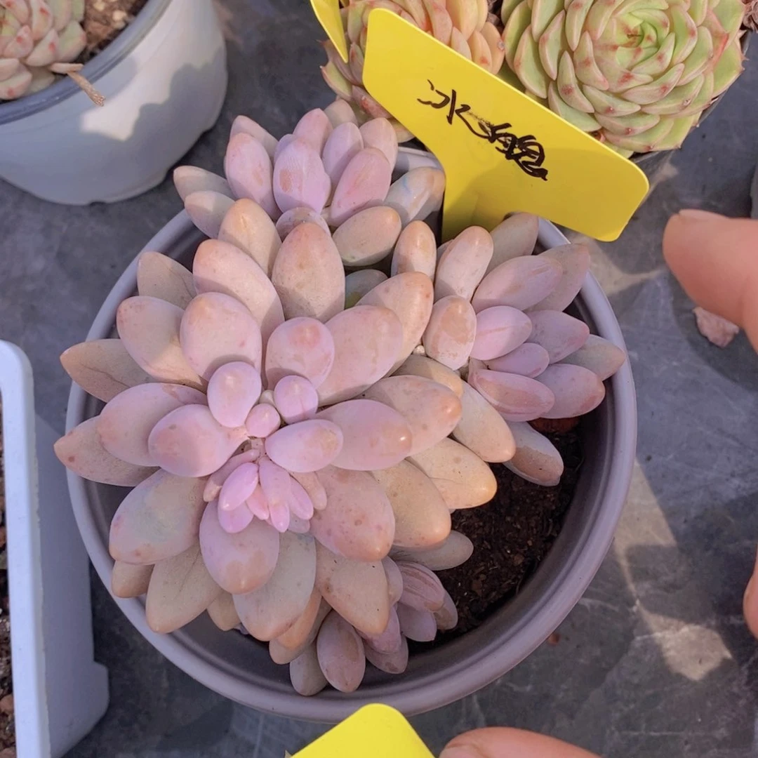 多肉植物，开心多肉