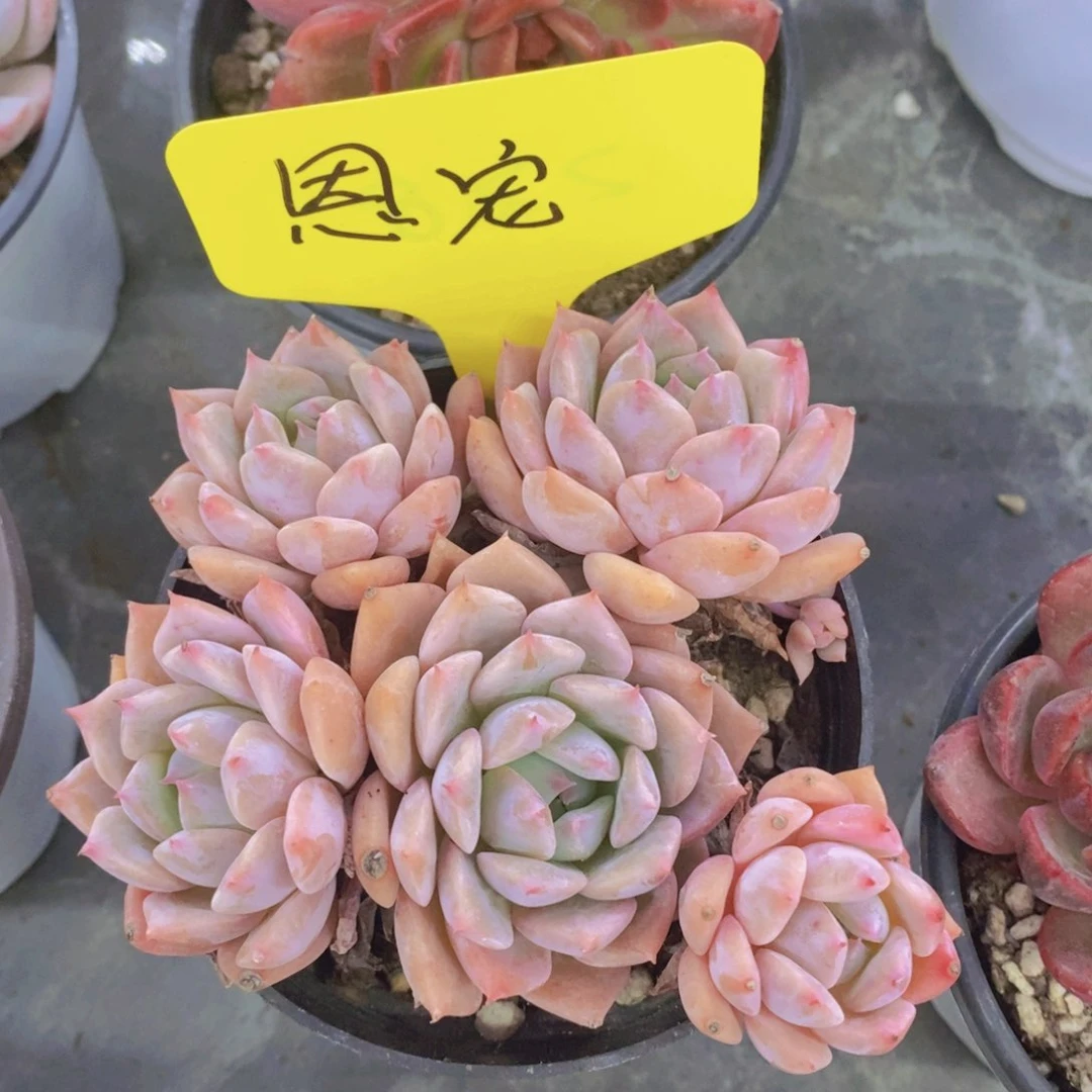 多肉植物，开心多肉